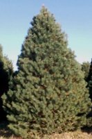 The Scotch Pine, the most common Christmas tree grown on Kansas farms, has medium length needles and stiff branches. Photo courtesy of kctga.com. 